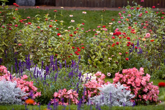 Garden border packed with zinnias, salvia, and begonias beside a green lawn