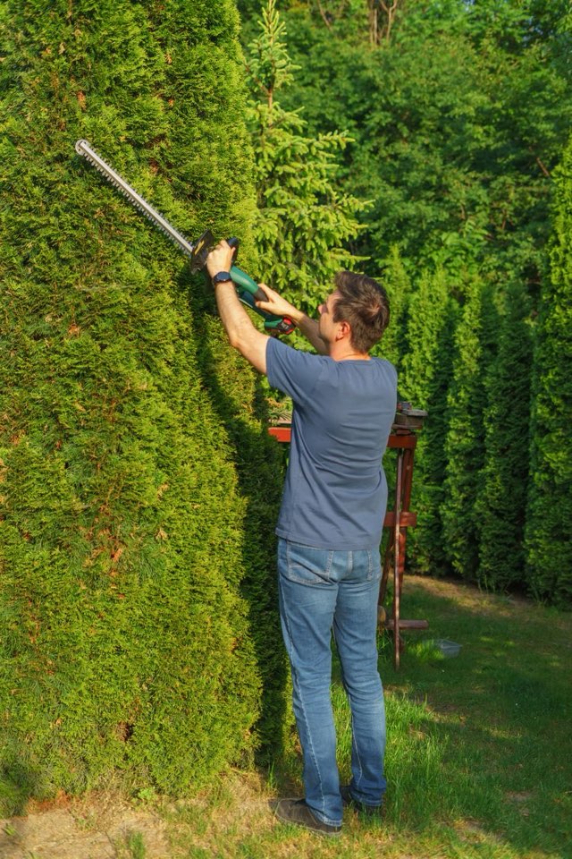 Landscaper trimming the top of a tall green hedge