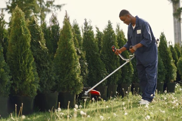 Crew member string-trimming grass beside a row of arborvitae